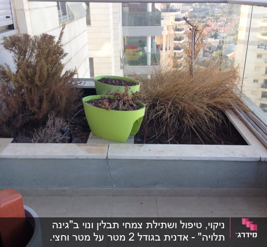 עציצים ירוקים עם צמחים יבשים במרפסת